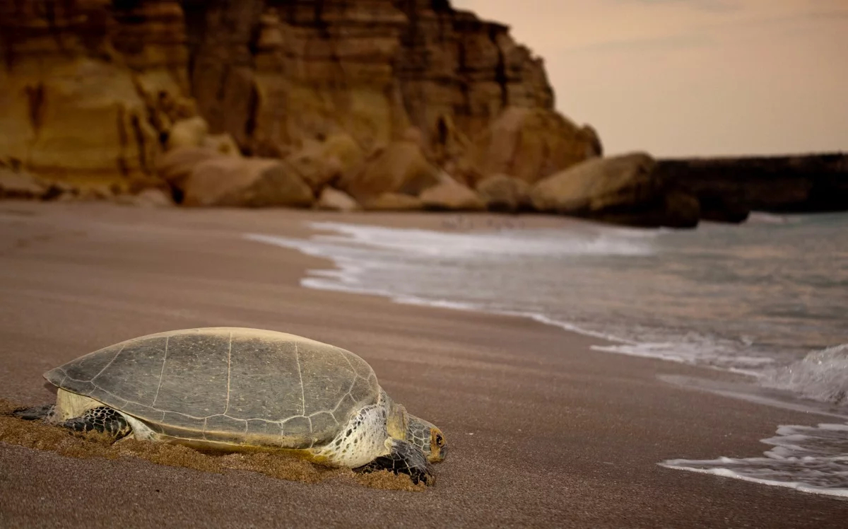 Turtle Beach, Turtle Conservation in Oman